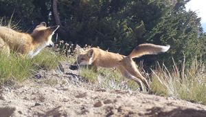 Lassen fox pups play