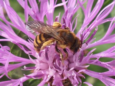 Female Sweat Bee