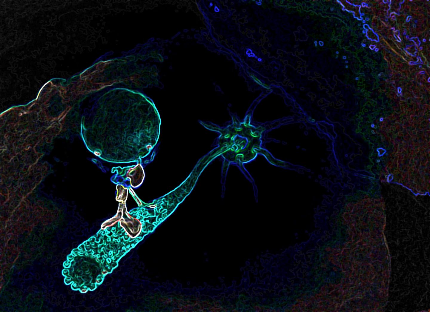 RASGRP1-Dependent Vesicle Transport Mechanism