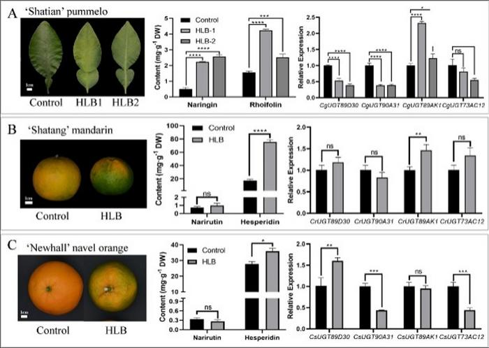 Changes in phenotype, content of main FGs, and expression levels of Cit7GlcTs in citrus under HLB infection.