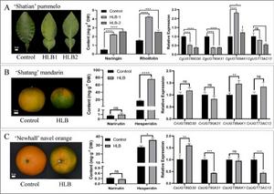 Changes in phenotype, content of main FGs, and expression levels of Cit7GlcTs in citrus under HLB infection.