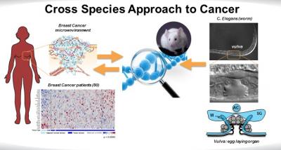 Disruptions of Mesodermal-To-Epithelial Communication in Worms Same as Those Promoting Breast Cancer
