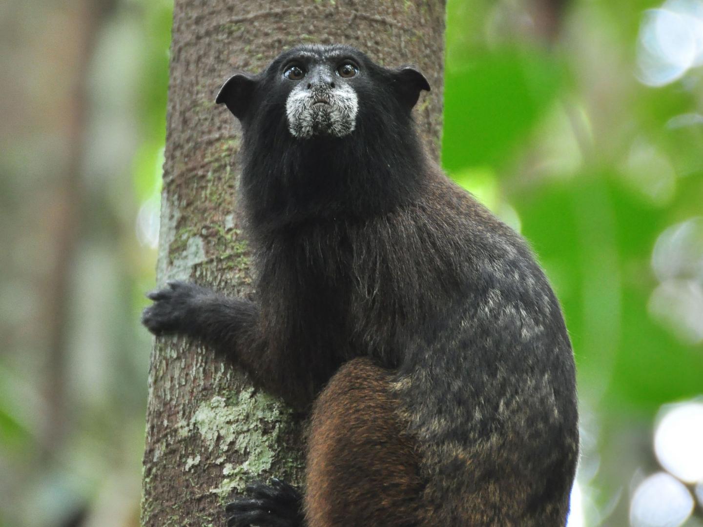 Black-Fronted Tamarin