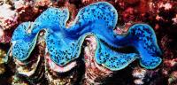 Giant Clams in Color
