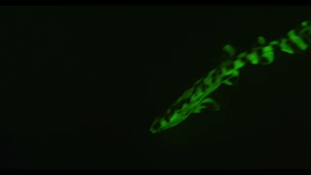 A Biofluorescent Chain Catshar