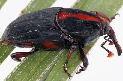 Male Red Palm Weevil (<em>Rhynchophorus ferrugineus</em>)