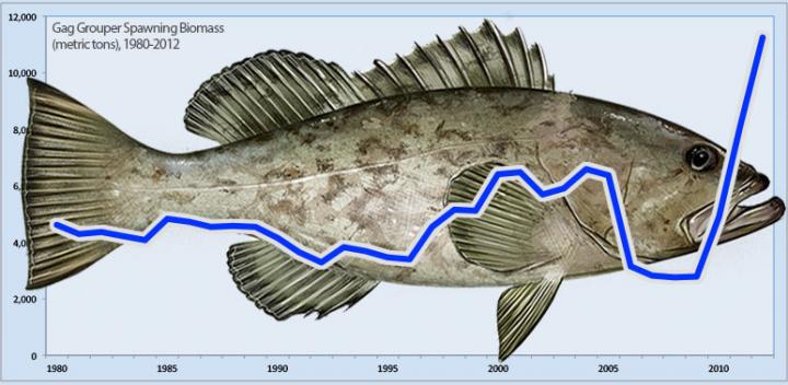 Gag Grouper Graph