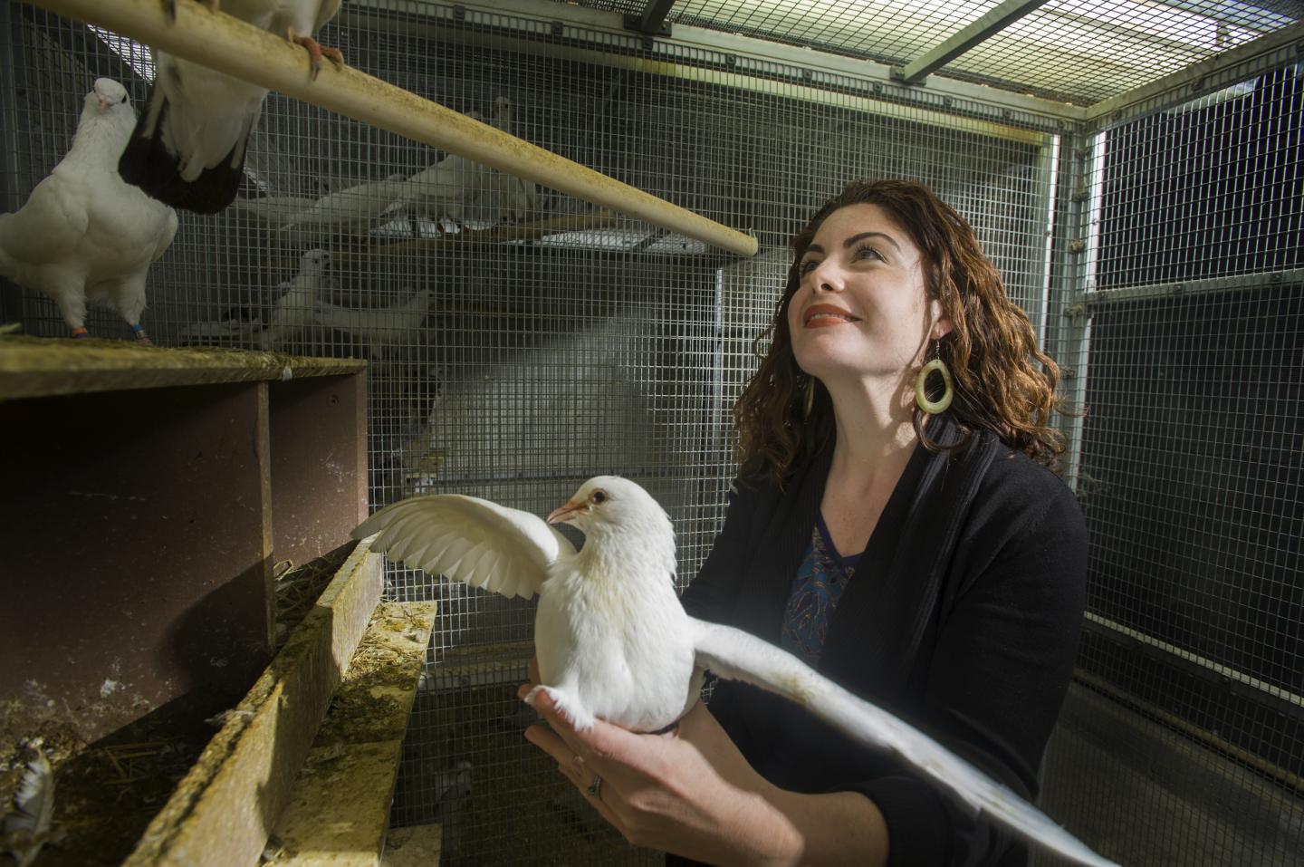 Pigeon Study Takes on Sexism in Science