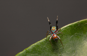 Siler collingwoodi, an ant-mimicking spider.