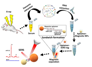 Novel Aptamer-SERS Detection Protocol Developed to Detect Hepatic Inflammation Related MiR-122