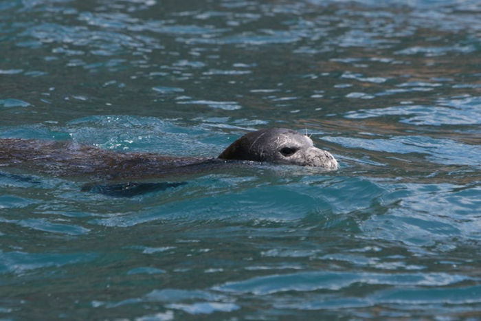 Marine reserves unlikely to restore marine ecosystems