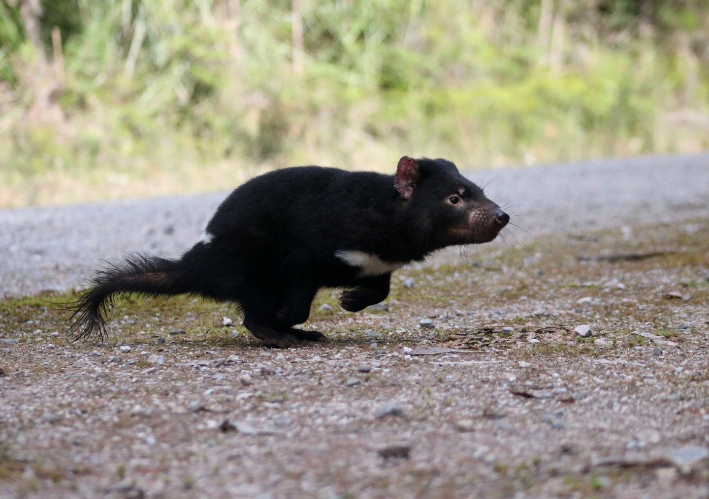 Tasmanin Devil bounding