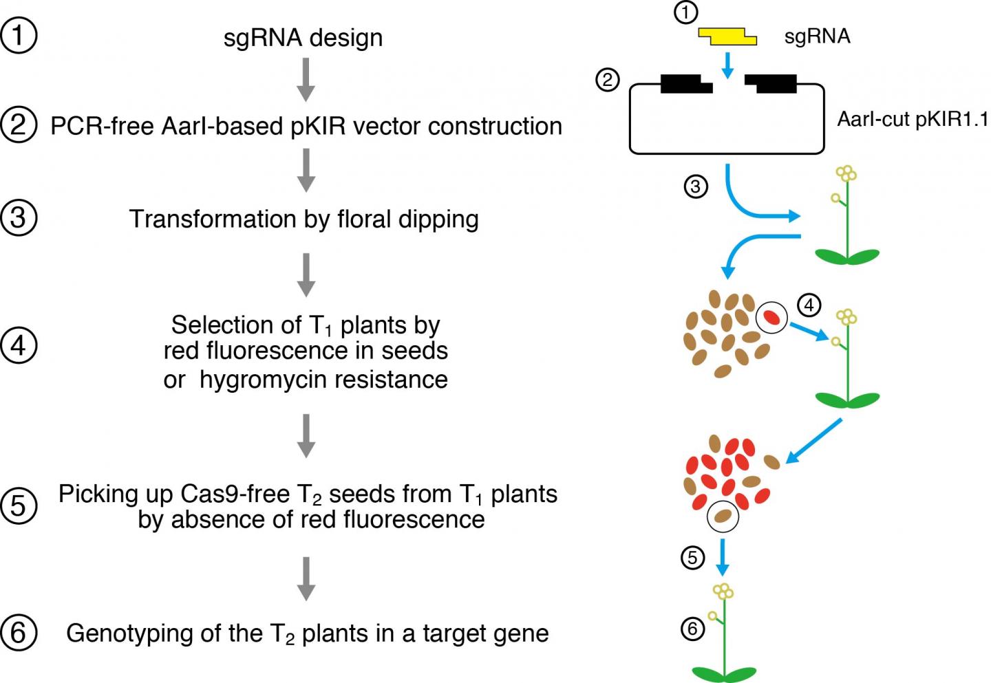 Experimental Procedure for Gen [IMAGE] EurekAlert! Science News Releases