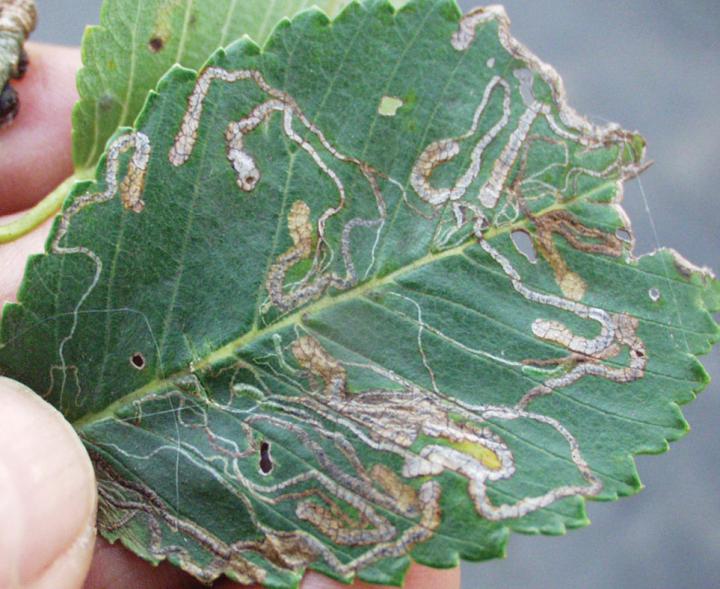 Leafmines on Siberian Elm