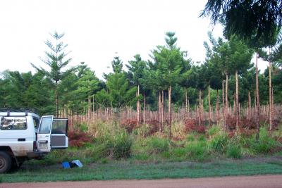 Monoculture Plantation