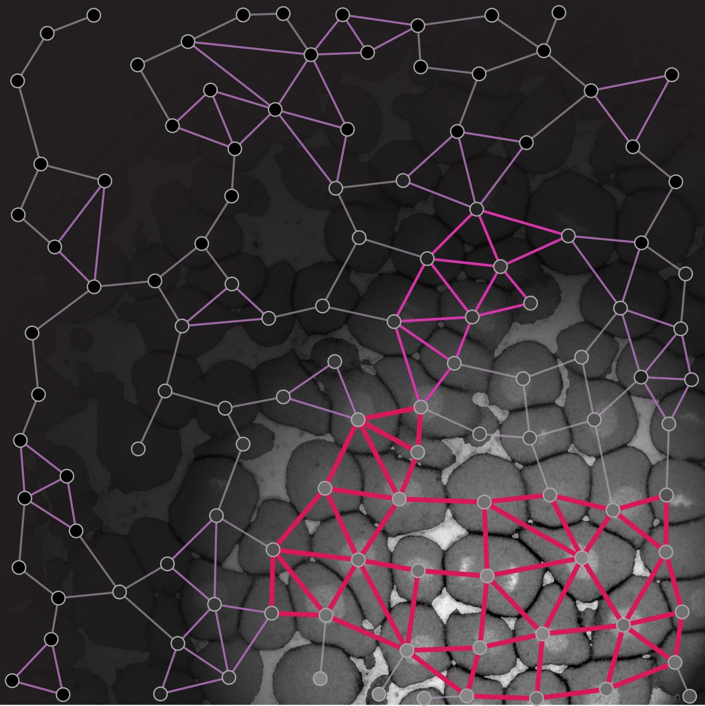 Drastic changes in tissue material properties are crucial in development and disease