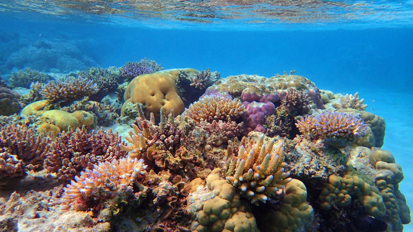 Guam Coral Reefs