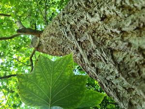 Tulip Tree in the Cambridge University Botanic Garden