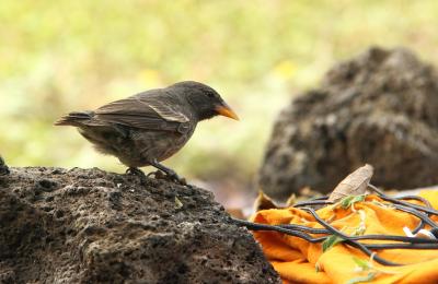 <i>Geospiza Scandens</i>