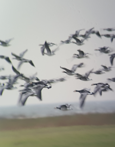 Arctic migratory geese