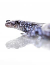 Unisexual Ambystoma Salamander