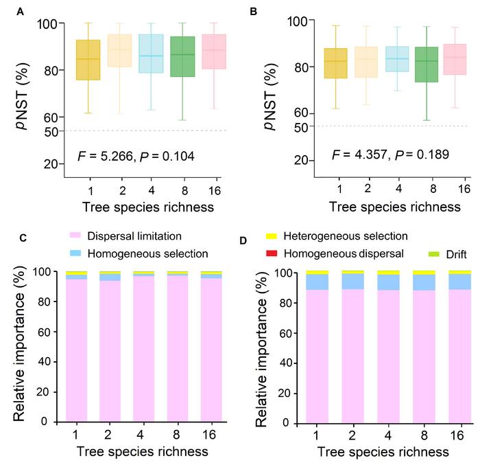 Figure 3  Community assembly of epiphytic (A, C) and endophytic (B, D) fungi at each plant species richness level