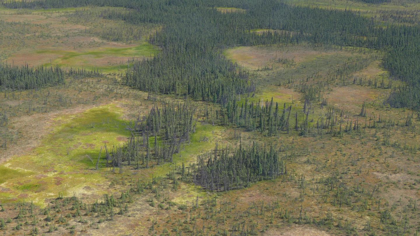 Boreal peatland-forest landscape.