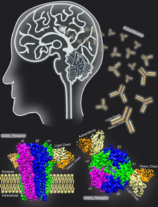 UT Southwestern researchers capture first images of antibody attacking neuron receptor