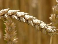 Wheat Ear (1 of 2)