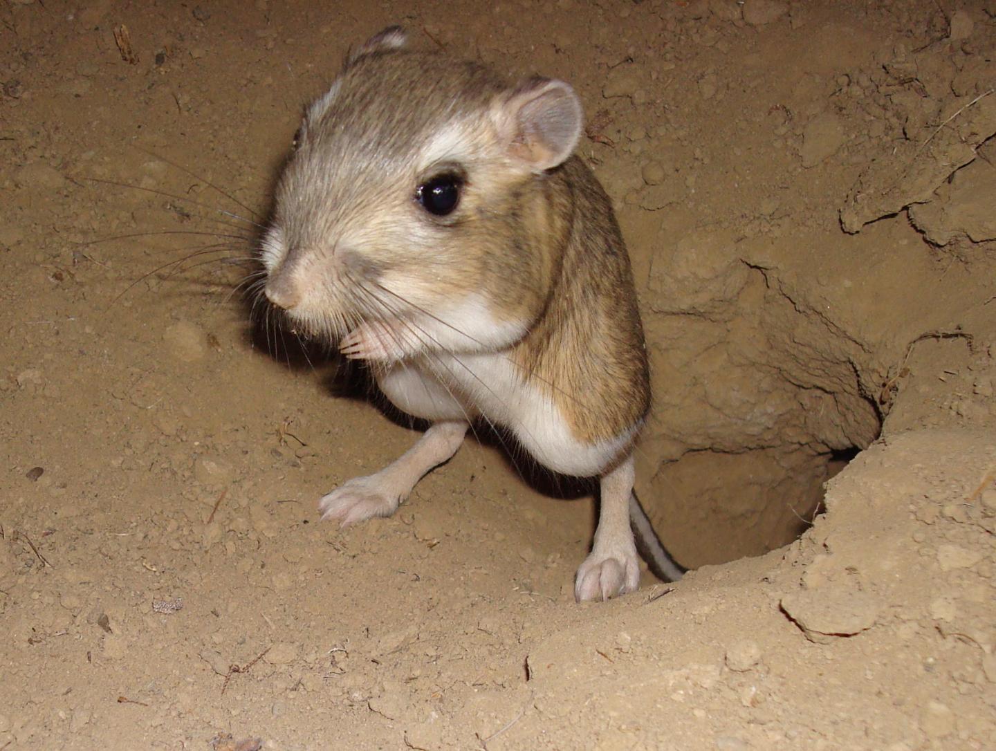 Giant Kangaroo Rat