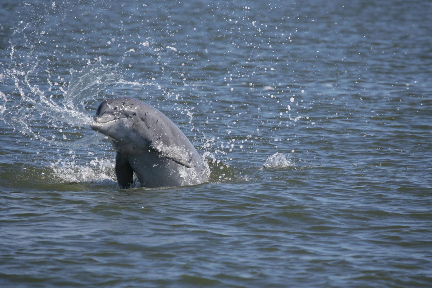 Dolphins Frolic