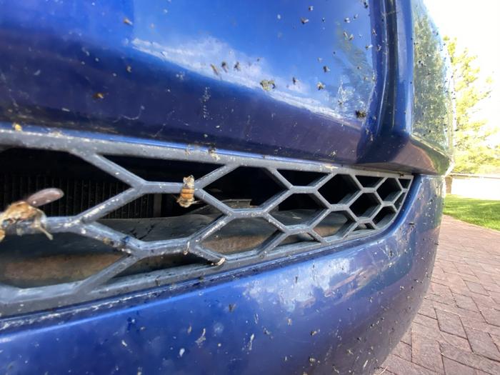 Bee Collisions with Vehicles