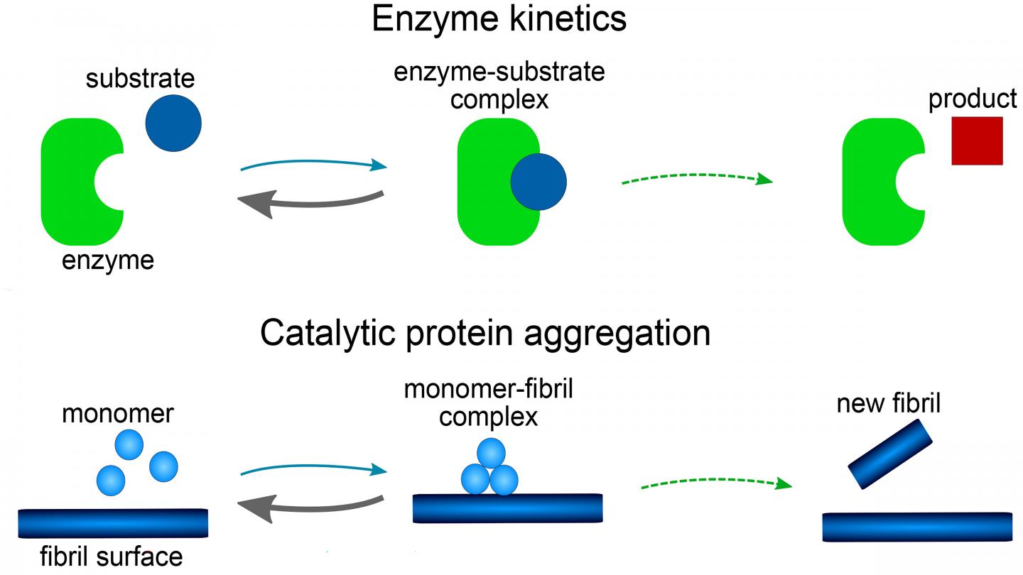 Comparison of Protein Aggregation to Enzyme Kinetics