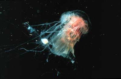 Cyanea Jellyfish