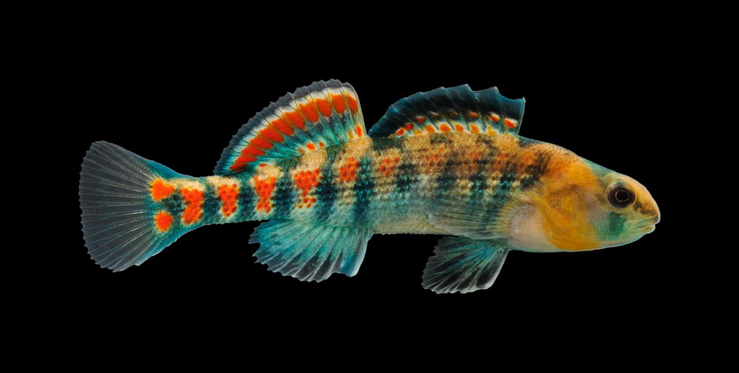 Orangethroat Darter