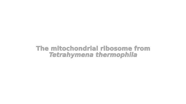 Structure of Ciliate Mitoribosome