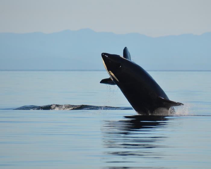 The Southern Resident Orca