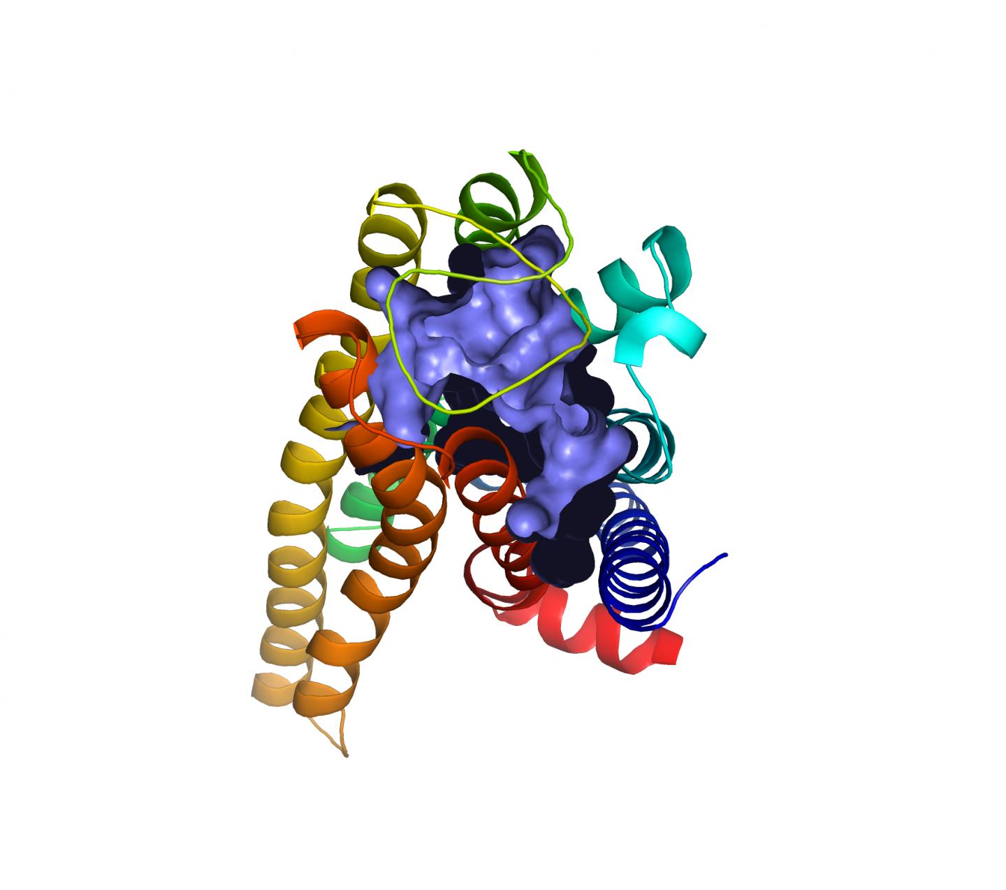 Model Presentation of Bitter Receptor TAS2R7