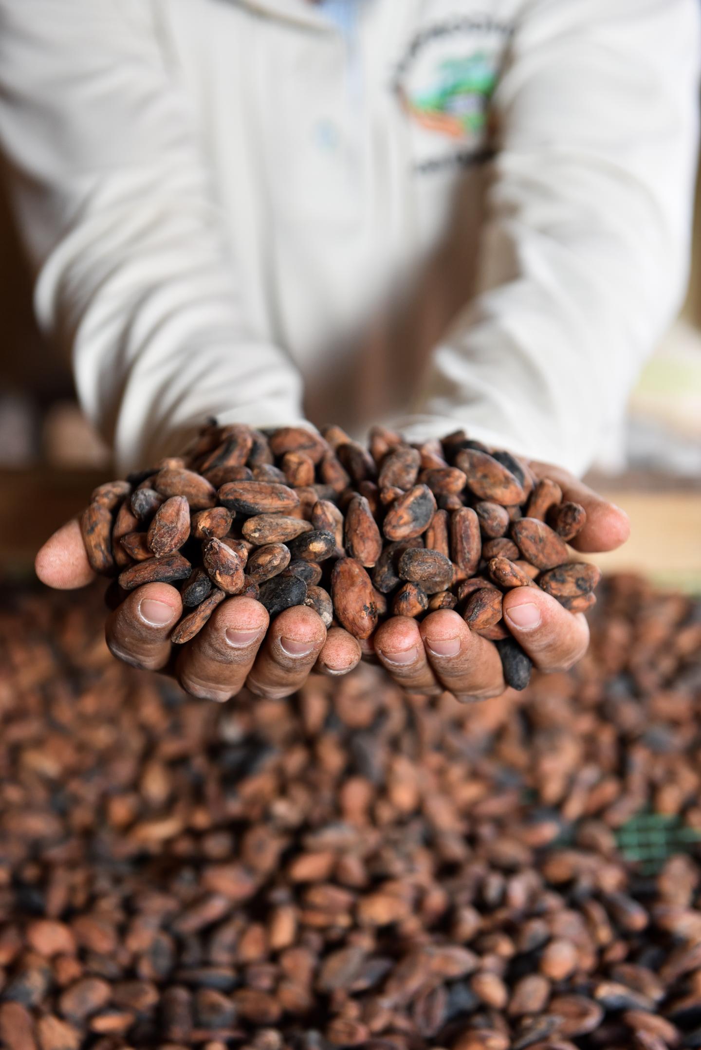 Cacao beans