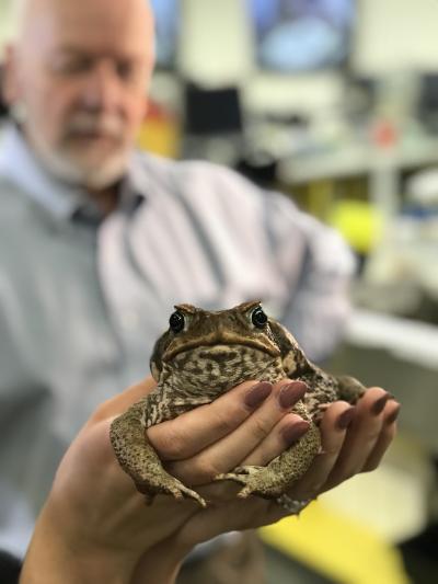 A Cane Toad