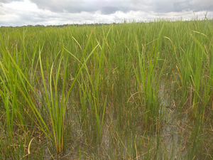 Southern cattail for phytoremediation