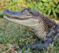 Alligator and Human Hearts Share Similar Structure