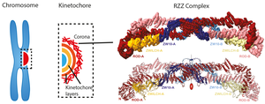 3D-Structure of the RZZ complex.