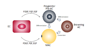 The role of signalling molecules, released by the blood vessels, in the browning of white adipose tissue cells.