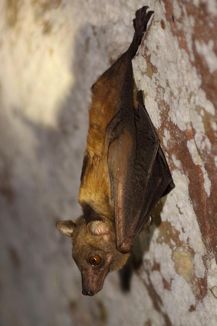 Egyptian Fruit Bat