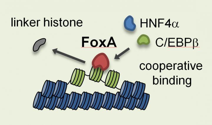 Liver Cell Nucleosome