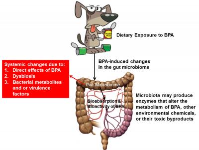 BPA in Canned Dog Food Causes Changes in Microbiota