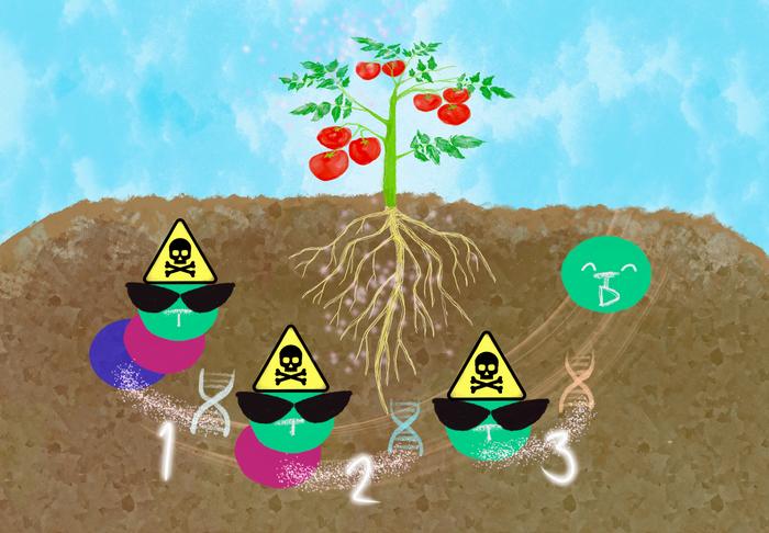 Tomato bacterium neutralizes plant toxins