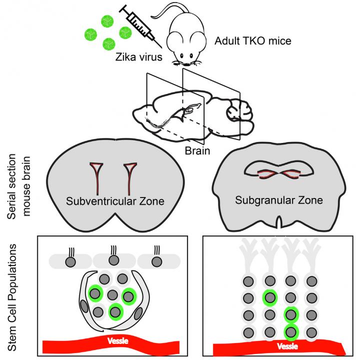 Zika Affects Adult Neural Stem Cells in Mice