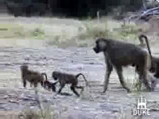 Amboseli Baboons
